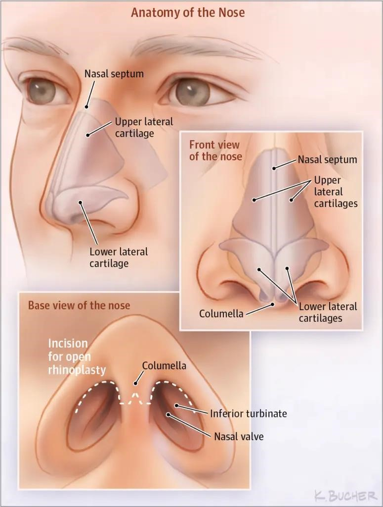 rhinoplasty experts